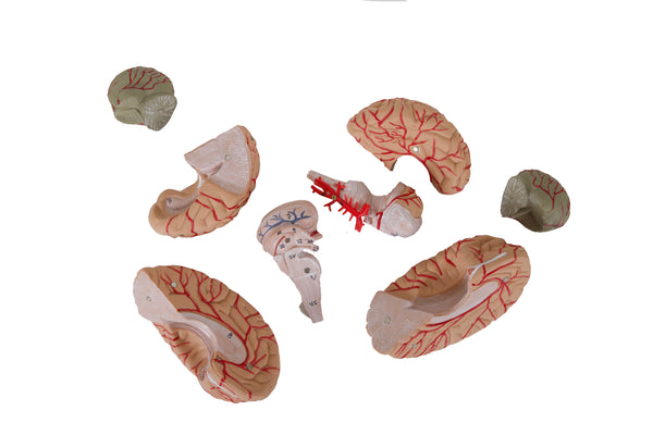 Human Anatomy Brain Model with 8 Magnetic Dissectable Pieces on a Base