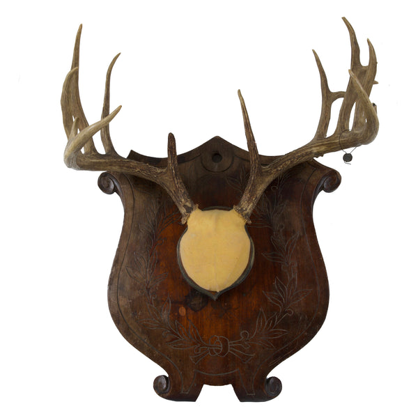 Large Set of Antlers on Carved Wooden Plaque