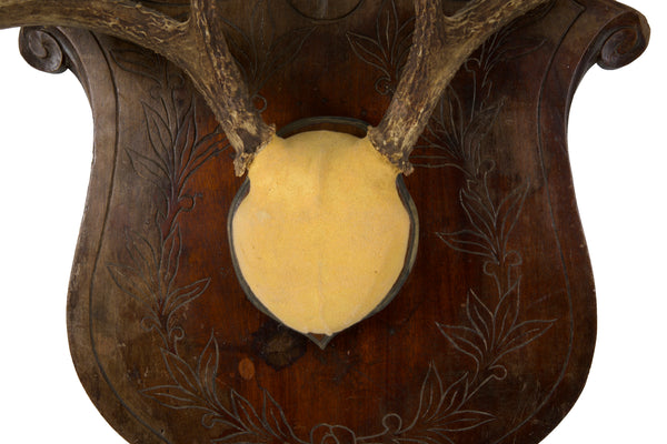 Large Set of Antlers on Carved Wooden Plaque