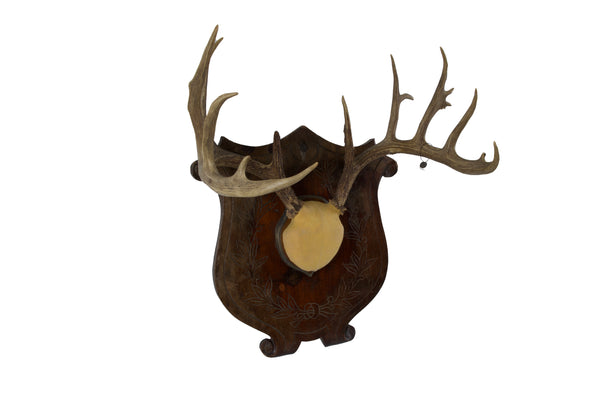 Large Set of Antlers on Carved Wooden Plaque