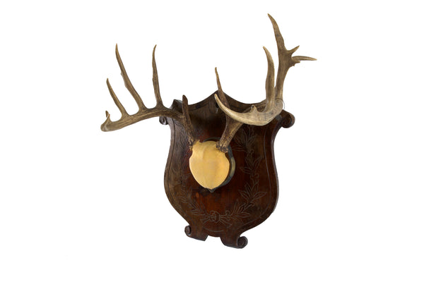 Large Set of Antlers on Carved Wooden Plaque