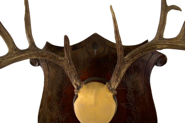 Large Set of Antlers on Carved Wooden Plaque