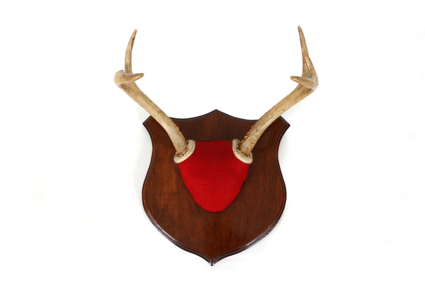 Set of 3 Vintage Mounted Deer Antlers