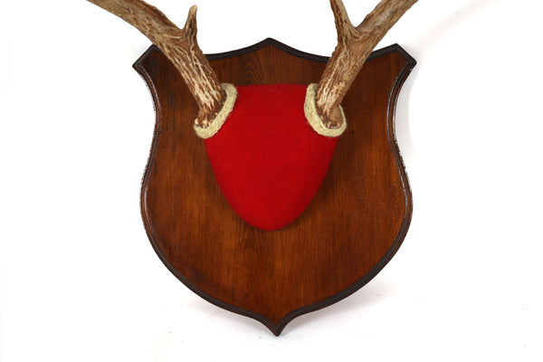 Set of 3 Vintage Mounted Deer Antlers