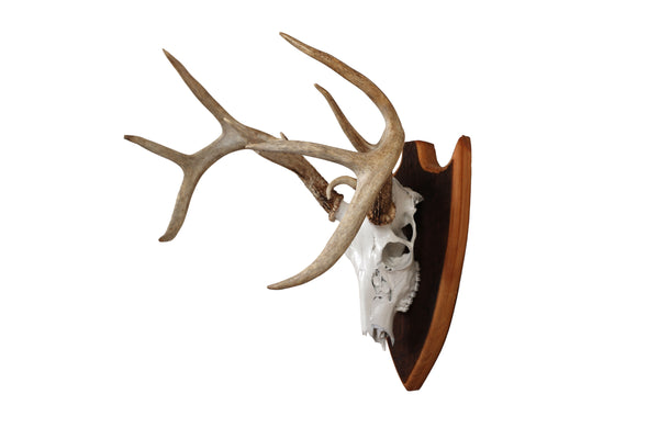 Mounted Atypical 9 Point Deer Skull - Abnormal Antlers