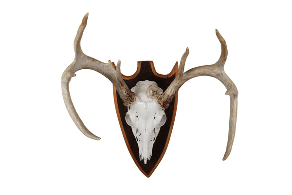 Mounted Atypical 9 Point Deer Skull - Abnormal Antlers