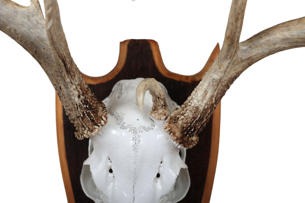 Mounted Atypical 9 Point Deer Skull - Abnormal Antlers