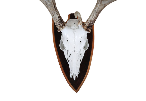 Mounted Atypical 9 Point Deer Skull - Abnormal Antlers