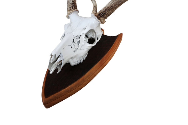 Mounted Atypical 9 Point Deer Skull - Abnormal Antlers