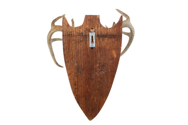 Mounted Atypical 9 Point Deer Skull - Abnormal Antlers