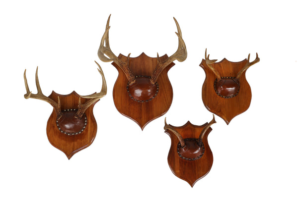 Set of 4 Vintage Mounted Deer Antlers with Leather and Brass Tacks