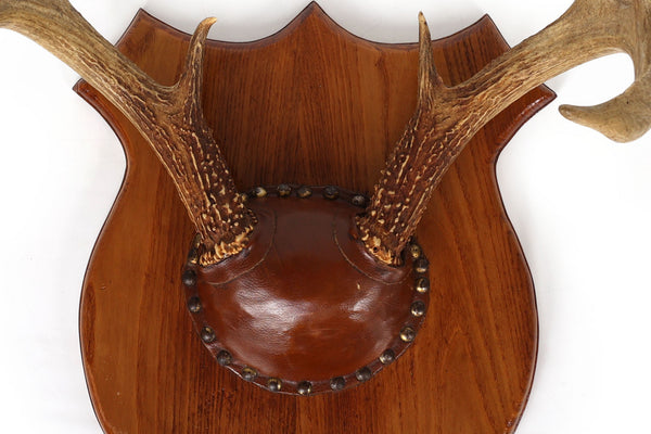 Set of 4 Vintage Mounted Deer Antlers with Leather and Brass Tacks