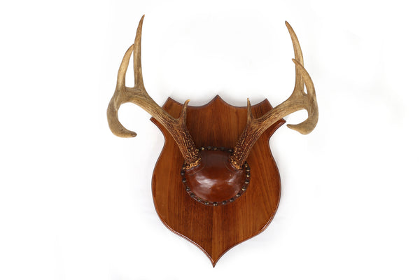 Set of 4 Vintage Mounted Deer Antlers with Leather and Brass Tacks