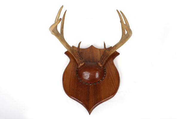 Set of 4 Vintage Mounted Deer Antlers with Leather and Brass Tacks