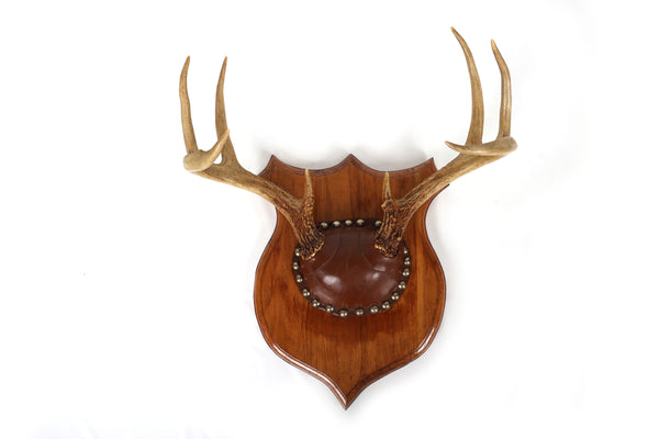 Set of 4 Vintage Mounted Deer Antlers with Leather and Brass Tacks