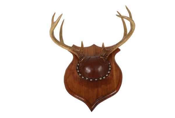 Set of 4 Vintage Mounted Deer Antlers with Leather and Brass Tacks
