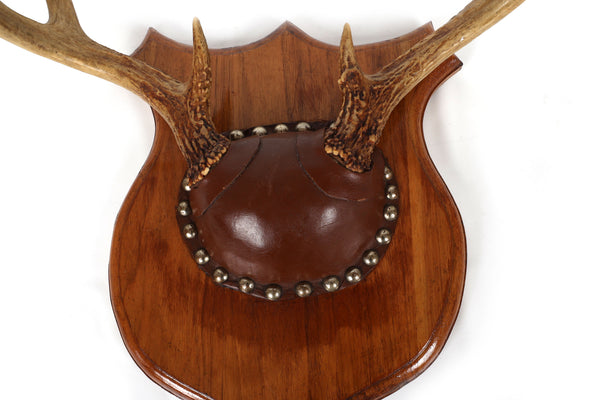 Set of 4 Vintage Mounted Deer Antlers with Leather and Brass Tacks
