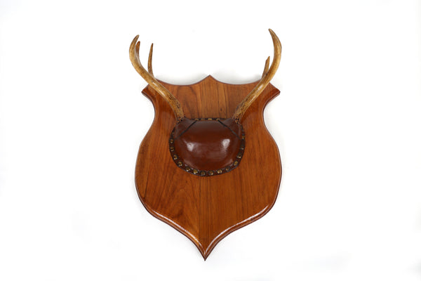 Set of 4 Vintage Mounted Deer Antlers with Leather and Brass Tacks