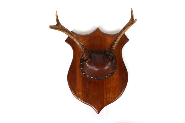 Set of 4 Vintage Mounted Deer Antlers with Leather and Brass Tacks