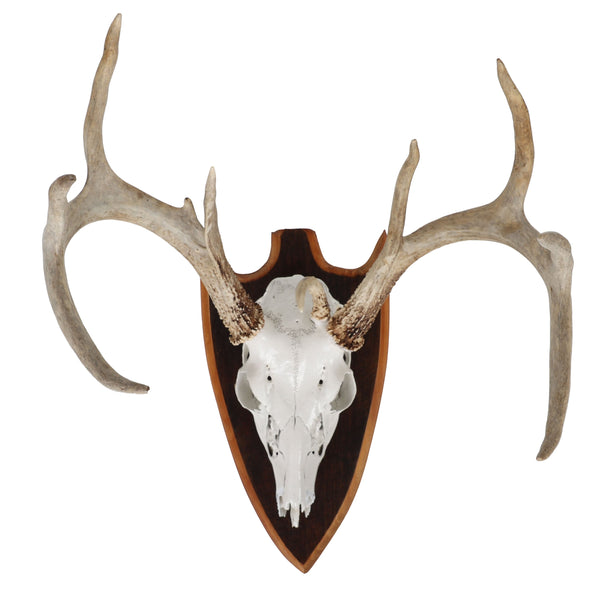 Mounted Atypical 9 Point Deer Skull - Abnormal Antlers