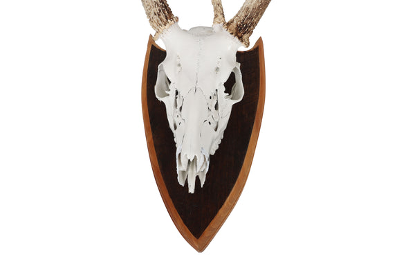 Mounted Atypical 9 Point Deer Skull - Abnormal Antlers