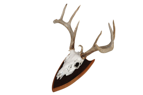 Mounted Atypical 9 Point Deer Skull - Abnormal Antlers