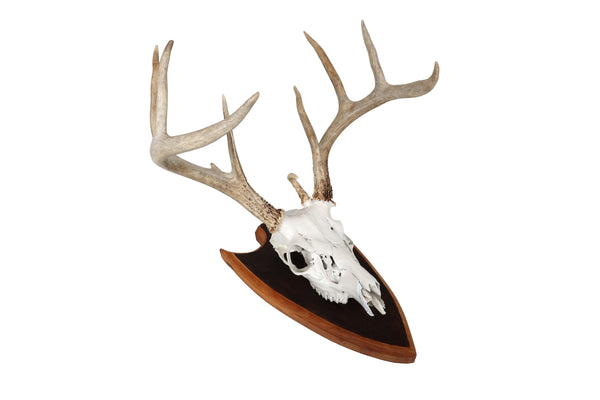 Mounted Atypical 9 Point Deer Skull - Abnormal Antlers