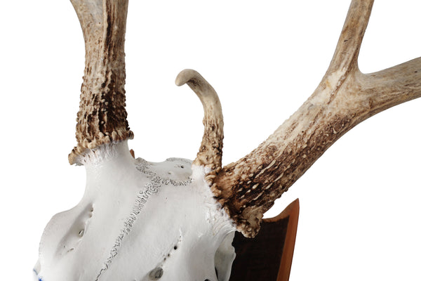 Mounted Atypical 9 Point Deer Skull - Abnormal Antlers