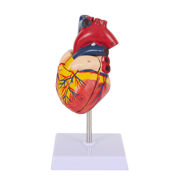 Human Anatomy Heart Model with Dissectable Piece on a Base