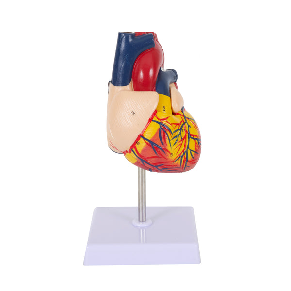 Human Anatomy Heart Model with Dissectable Piece on a Base