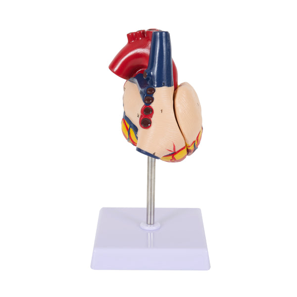 Human Anatomy Heart Model with Dissectable Piece on a Base