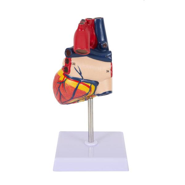 Human Anatomy Heart Model with Dissectable Piece on a Base