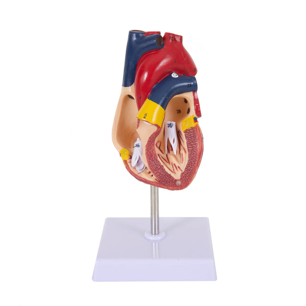 Human Anatomy Heart Model with Dissectable Piece on a Base