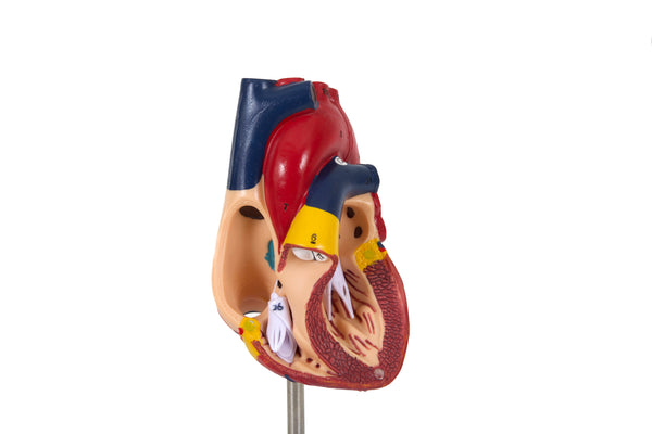 Human Anatomy Heart Model with Dissectable Piece on a Base