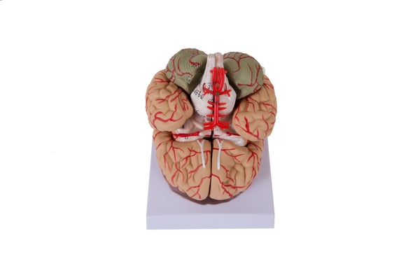 Human Anatomy Brain Model with 8 Magnetic Dissectable Pieces on a Base