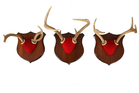 Set of 3 Vintage Mounted Deer Antlers