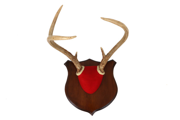 Set of 3 Vintage Mounted Deer Antlers