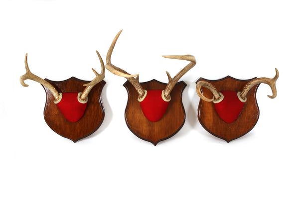 Set of 3 Vintage Mounted Deer Antlers
