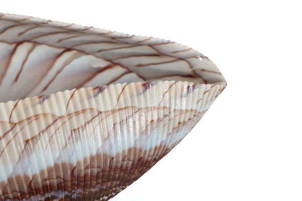Large Yalos Murano Shell Ivory and Brown Glass Bowl - Folded Glass Centerpiece