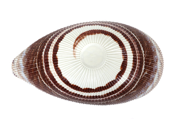 Large Yalos Murano Shell Ivory and Brown Glass Bowl - Folded Glass Centerpiece