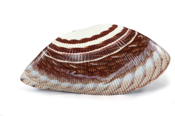 Large Yalos Murano Shell Ivory and Brown Glass Bowl - Folded Glass Centerpiece