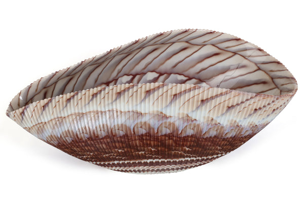 Large Yalos Murano Shell Ivory and Brown Glass Bowl - Folded Glass Centerpiece