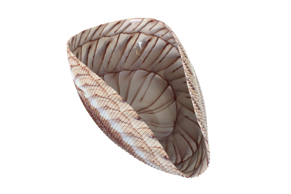 Large Yalos Murano Shell Ivory and Brown Glass Bowl - Folded Glass Centerpiece