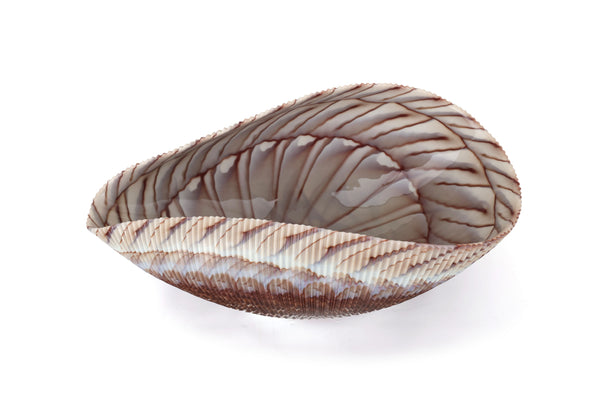 Large Yalos Murano Shell Ivory and Brown Glass Bowl - Folded Glass Centerpiece