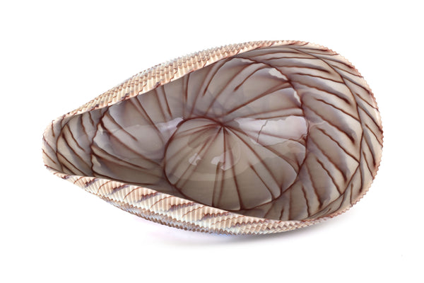 Large Yalos Murano Shell Ivory and Brown Glass Bowl - Folded Glass Centerpiece