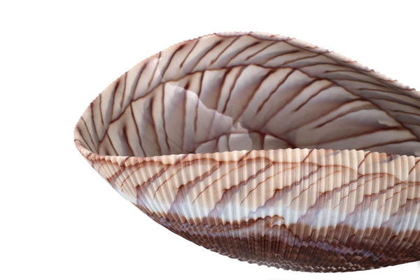 Large Yalos Murano Shell Ivory and Brown Glass Bowl - Folded Glass Centerpiece